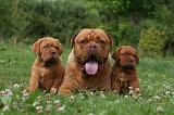 DOGUE DE BORDEAUX 292